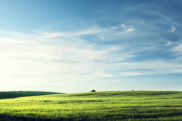 field of barley in sunset time
