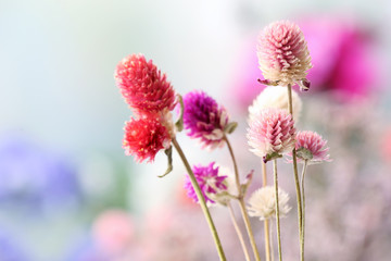 Beautiful dried flowers on bright background
