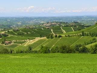 Fototapeta premium Summer landscape in Langhe (Italy)