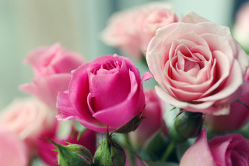 Beautiful pink roses close up