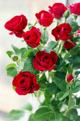 Fototapeta na wymiar Beautiful red roses on bright background