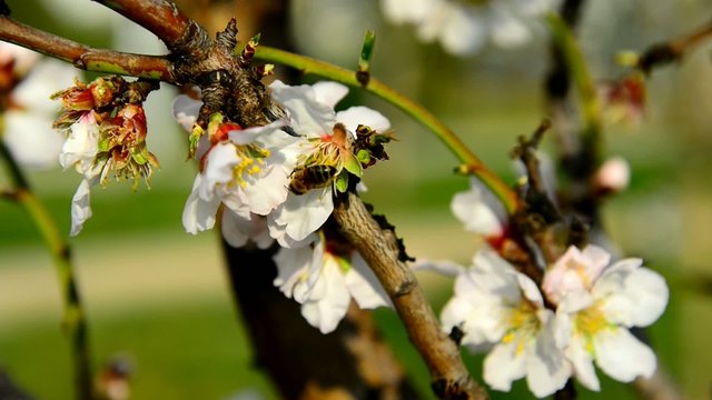 Almond tree spring