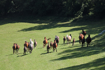 Purebred arabian horses