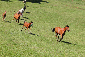 Purebred arabian horses