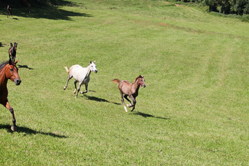 Purebred arabian horses
