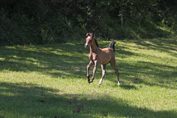 Purebred arabian horses