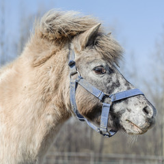 Obraz premium Portrait of horse pony