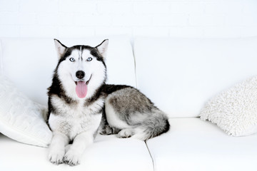 Beautiful cute husky lying on sofa in white room