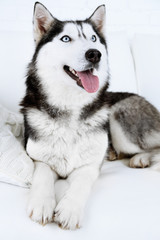 Beautiful cute husky lying on sofa in white room