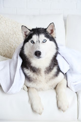 Beautiful cute husky with towel lying on sofa in white room