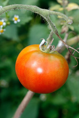 red tomato