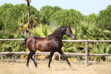 Purebred arabian horse