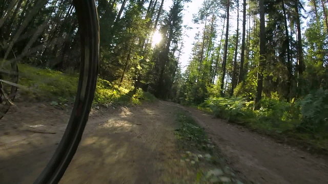 POV cycling in a summer forest