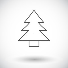 Fototapeta premium Conifer