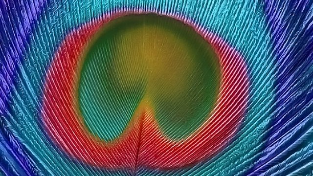 peacock feather