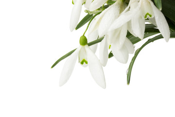 beautiful snowdrops isolated on a white background