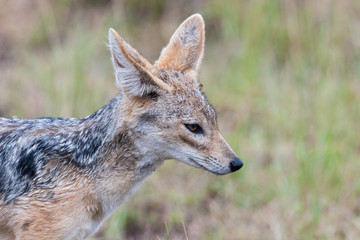 Naklejka na ściany i meble jackal little hunter in the savanna of Kenya
