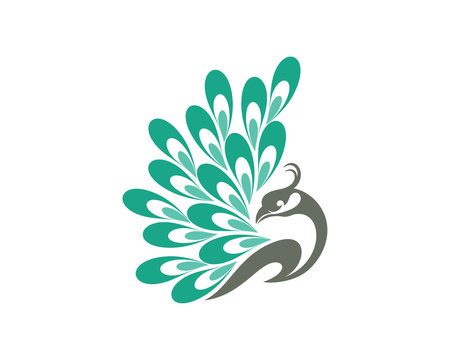 Beauty Peacock Logo Vector