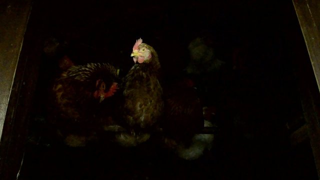 80654982