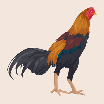 The Rooster.