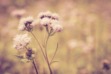 flower meadow vintage