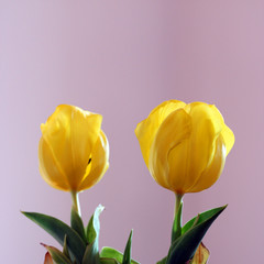 Wunderschöne Tulpen