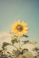 Cercles muraux Tournesol sunflower flower field blue sky vintage retro