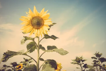 Fotobehang Zonnebloem zonnebloem bloem veld blauwe lucht vintage retro