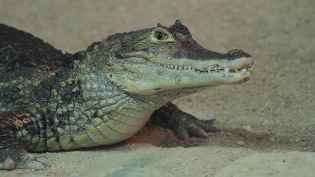 Small crocodile in aquarium