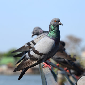 Groups of pigeon.