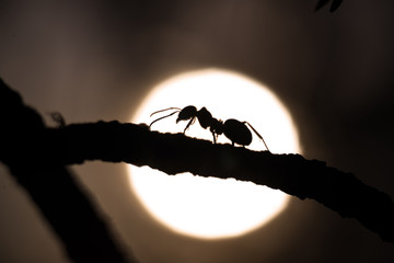 silhouette of an ant walking on a branch