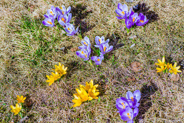 yellow and purple crocuses on a lawn