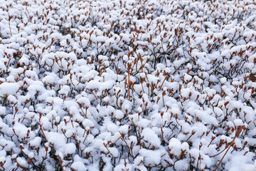 Winter tree covered with snow