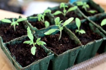 grow vegetable