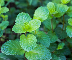 Growing mint leaves