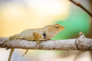 close-up of Wild lizard