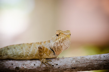 close-up of Wild lizard