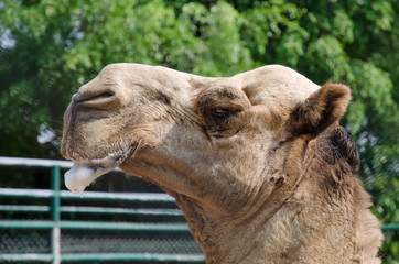 Camel in zoo salivary frothy.