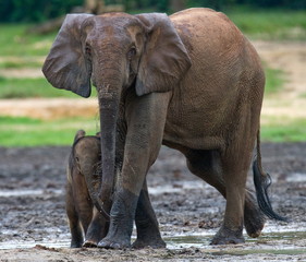 Fototapeta premium Forest elephant with a baby. Jungle.