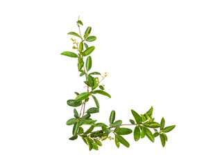 Obraz premium Set of creeper flower isolated