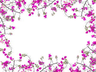 Obraz na płótnie Canvas Pink Bougainvillea flower frame
