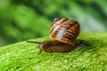 snail
