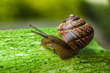 snail
