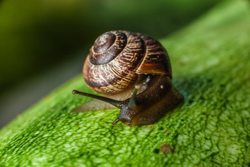 snail