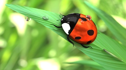 Ladybug in green nature