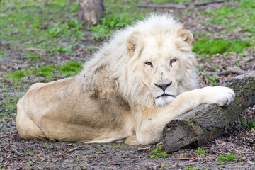 White lion (Panthera leo krugeri)