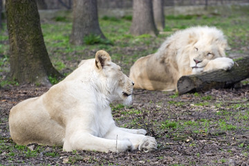 Fototapeta na wymiar After love - white lion and lioness (Panthera leo kruegeri)