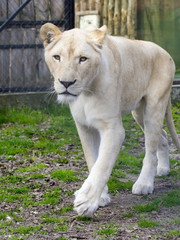 White lion (Panthera leo krugeri)