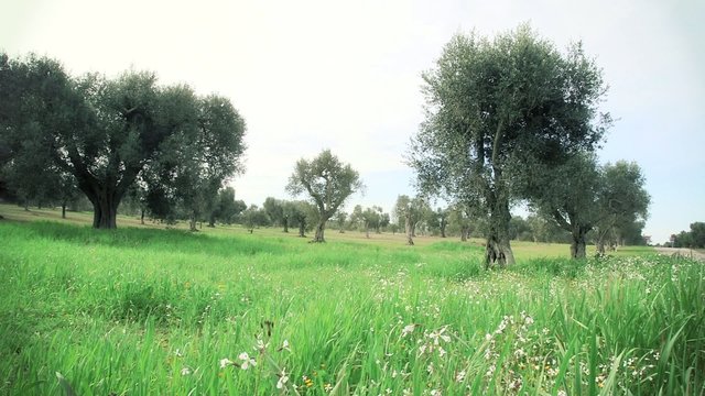 Panoramica sull'uliveto