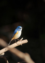 止まり木のルリビタキ